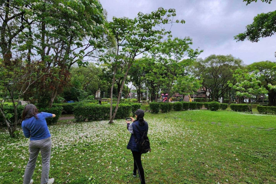 「定定仔行」在桐花樹下／花蓮市小旅行報名起跑