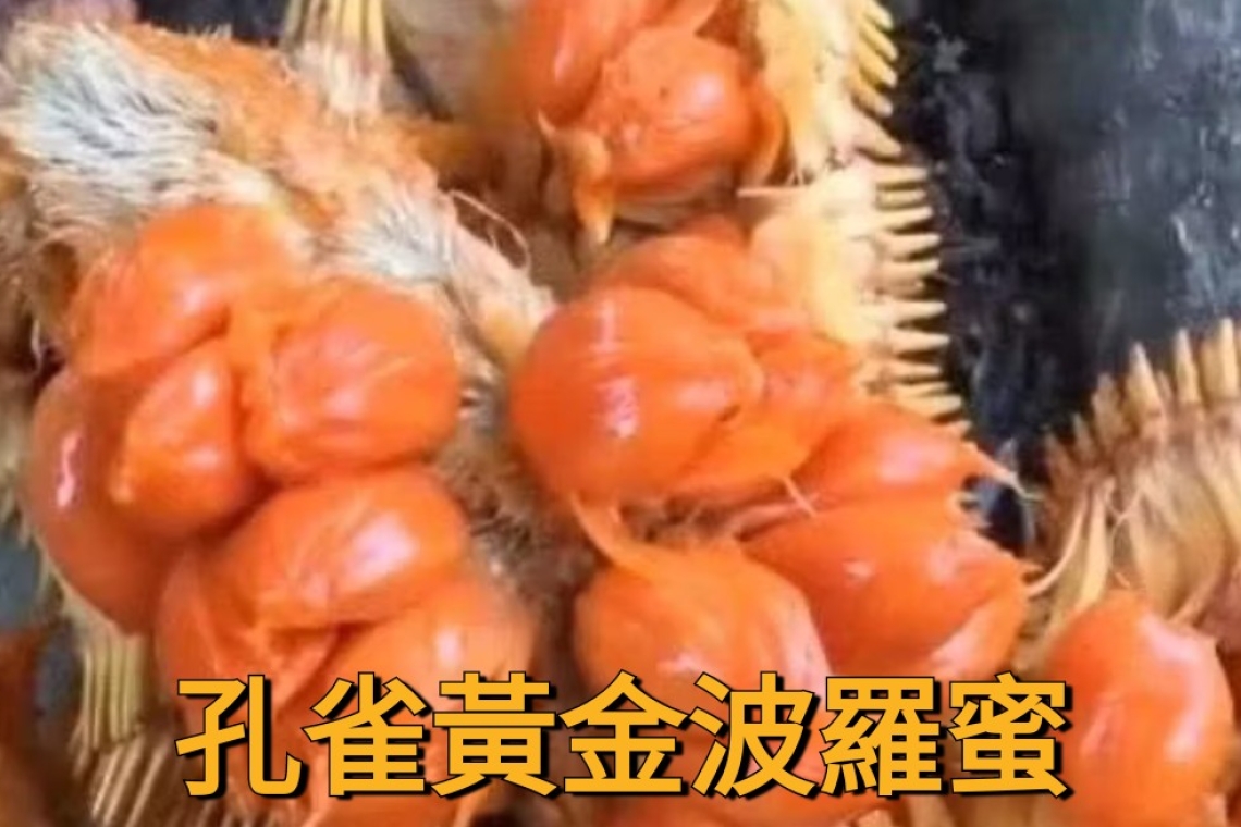 因應極端氣候 台灣推動 黃金波羅密成為未來主食新選擇