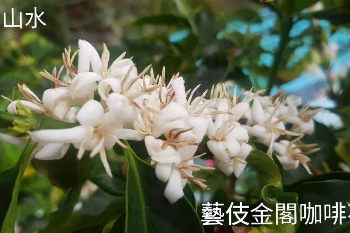 雲山水民宿莊園咖啡 最好的巴拿馬藝伎咖啡