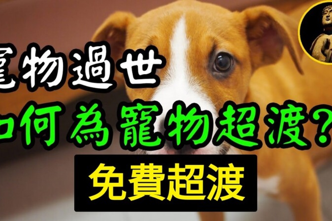《免費寵物靈超渡》狗～貓等動物！眾生平等